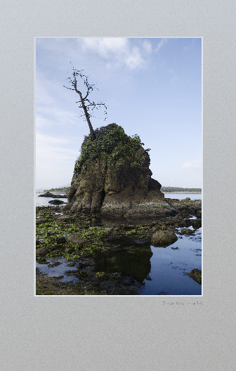 Picturesque rock with tree at low tide.